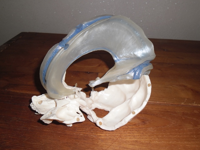 cranio 104 (640x480).jpg